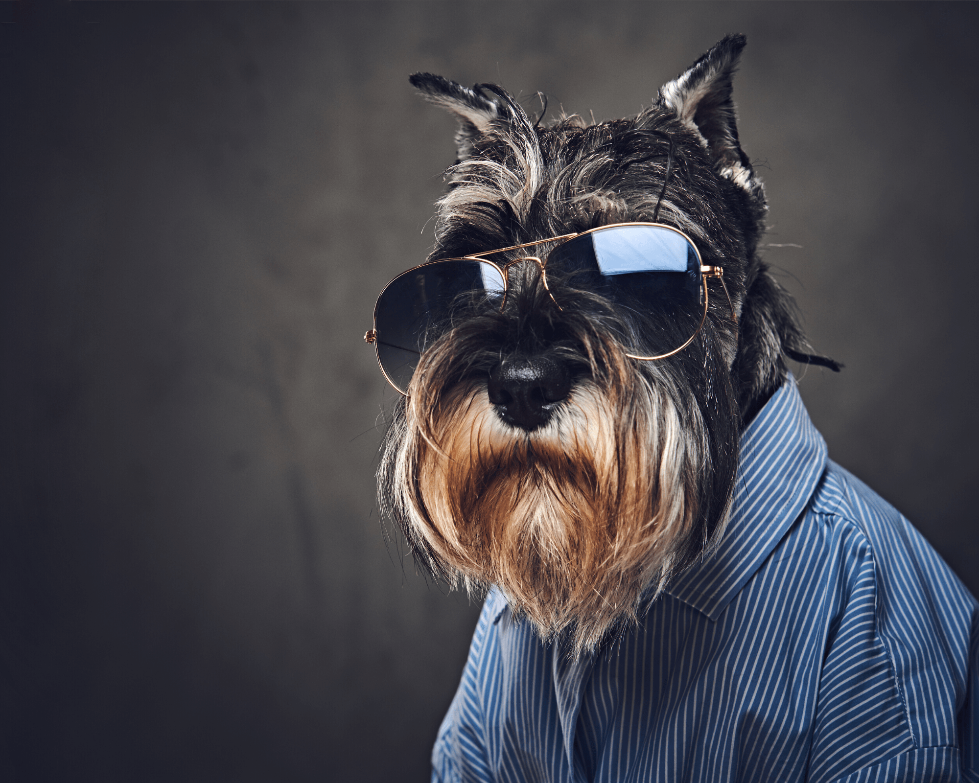 Caring for an elderly dog