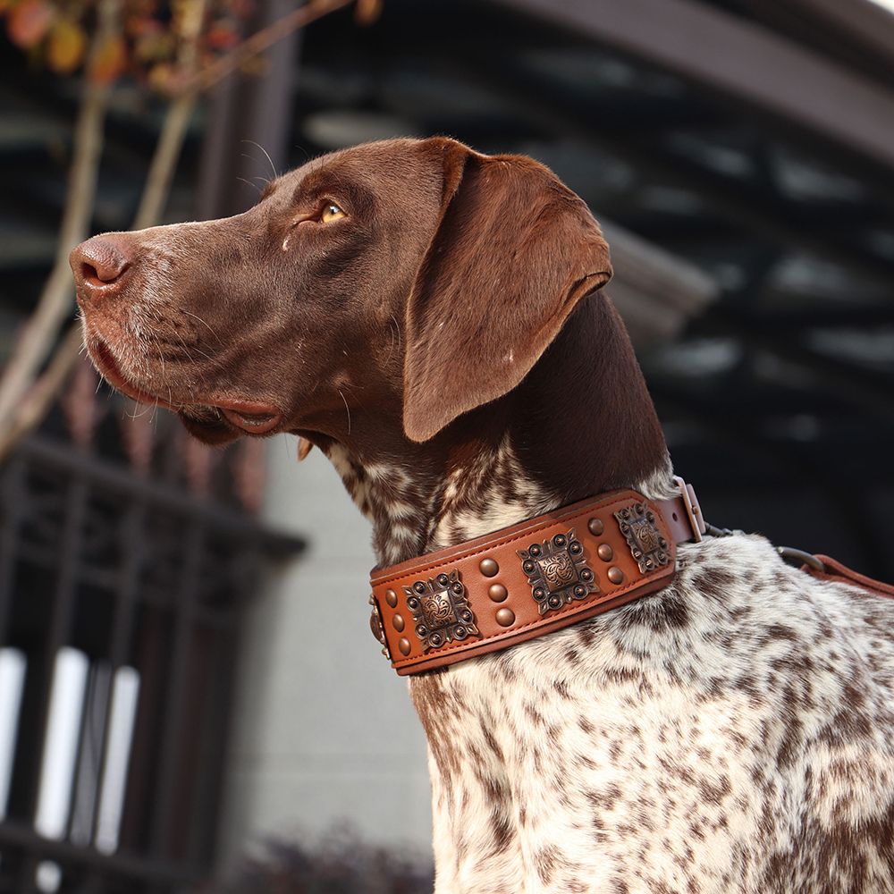 Collar de cuero Aristopaw™ Regal