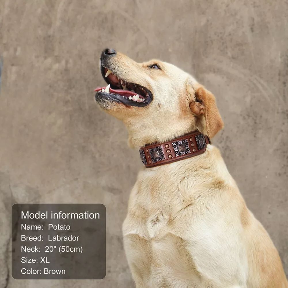 Collar de cuero Aristopaw™ Regal