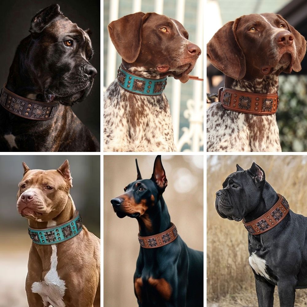 Collar de cuero Aristopaw™ Regal