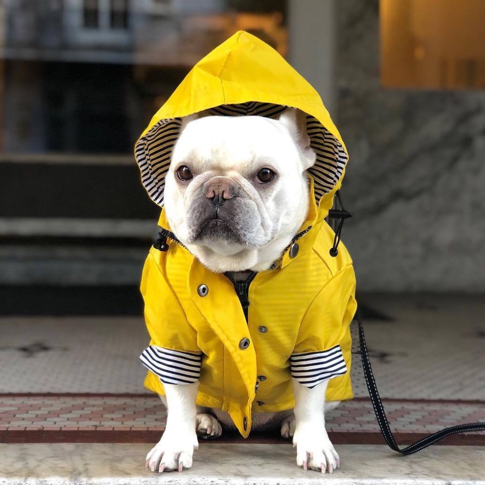 Stylish Yellow Raincoat