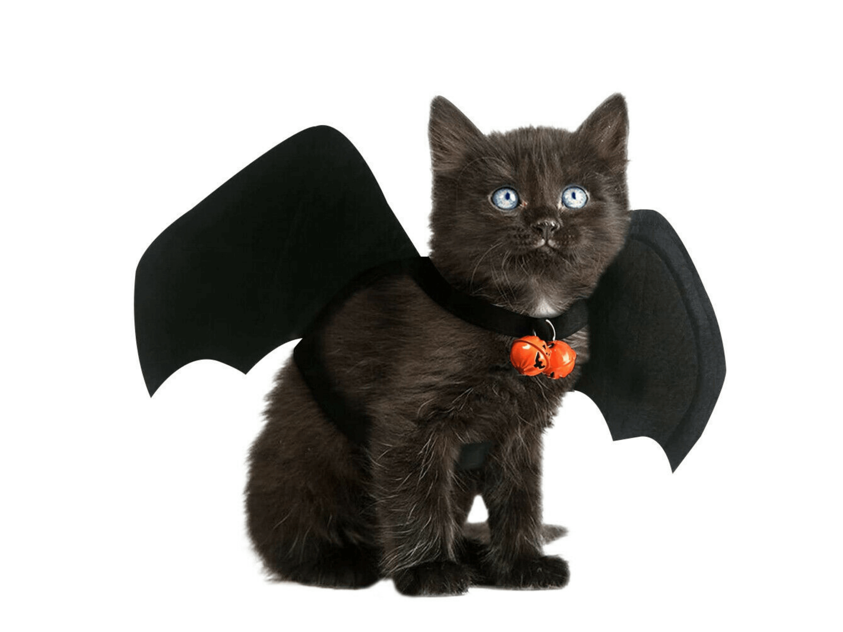 Bat Wings Costume Dog Apparel Happy Paws Online