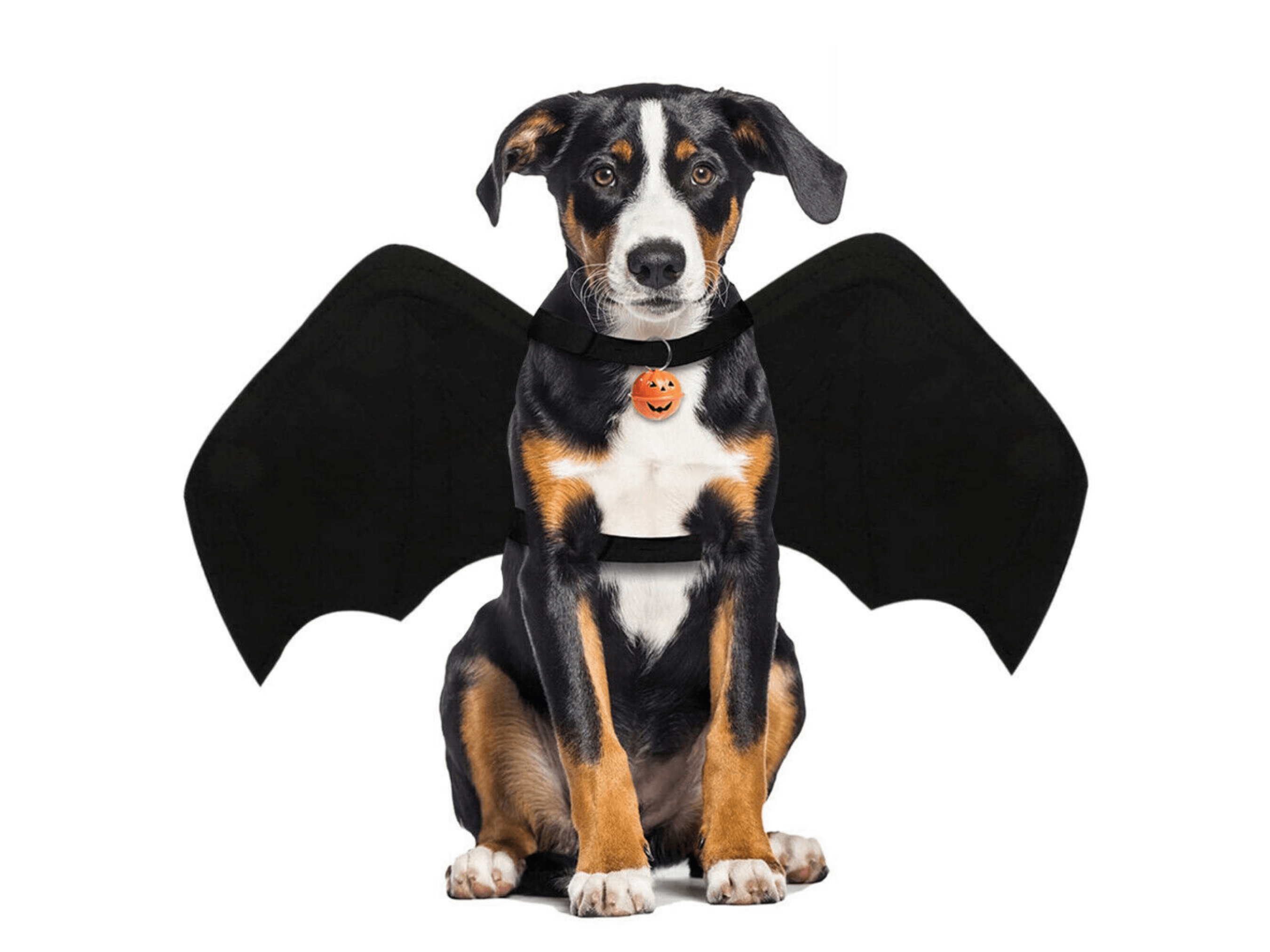 Bat Wings Costume Dog Apparel Happy Paws Online