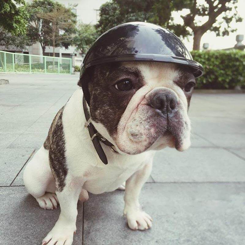 Biker Dog Hat Dog Helmet Happy Paws 