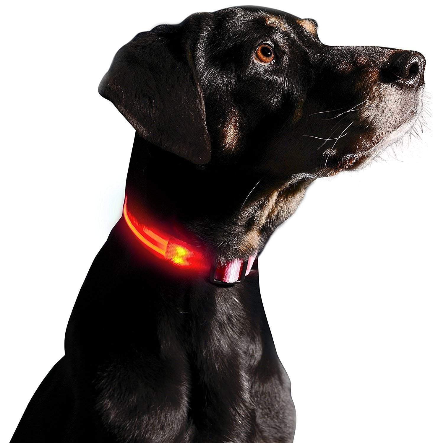 Glow-In-The-Dark LED Collar.