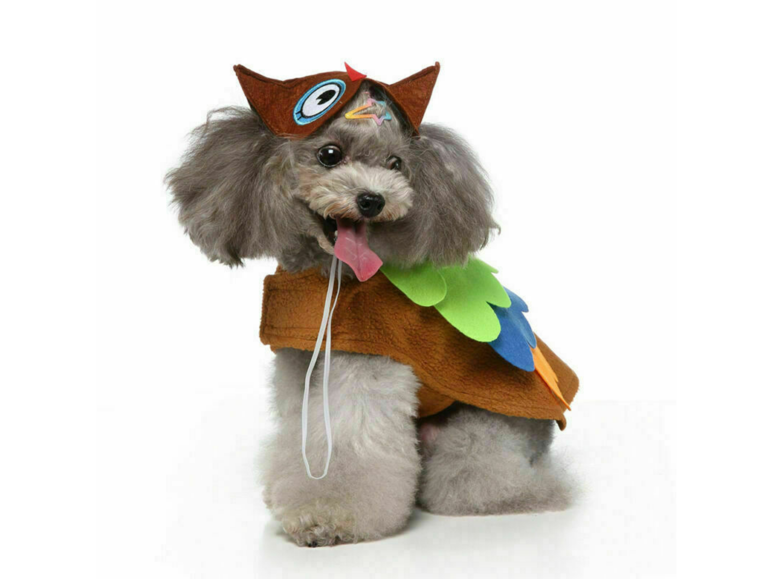Owl Costume Dog Apparel Happy Paws Online