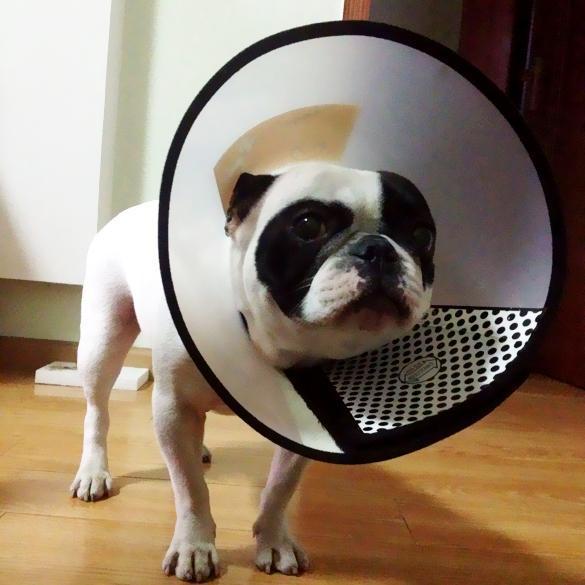 Protective E-Collar Cone Dog Recovery Cone Happy Paws 