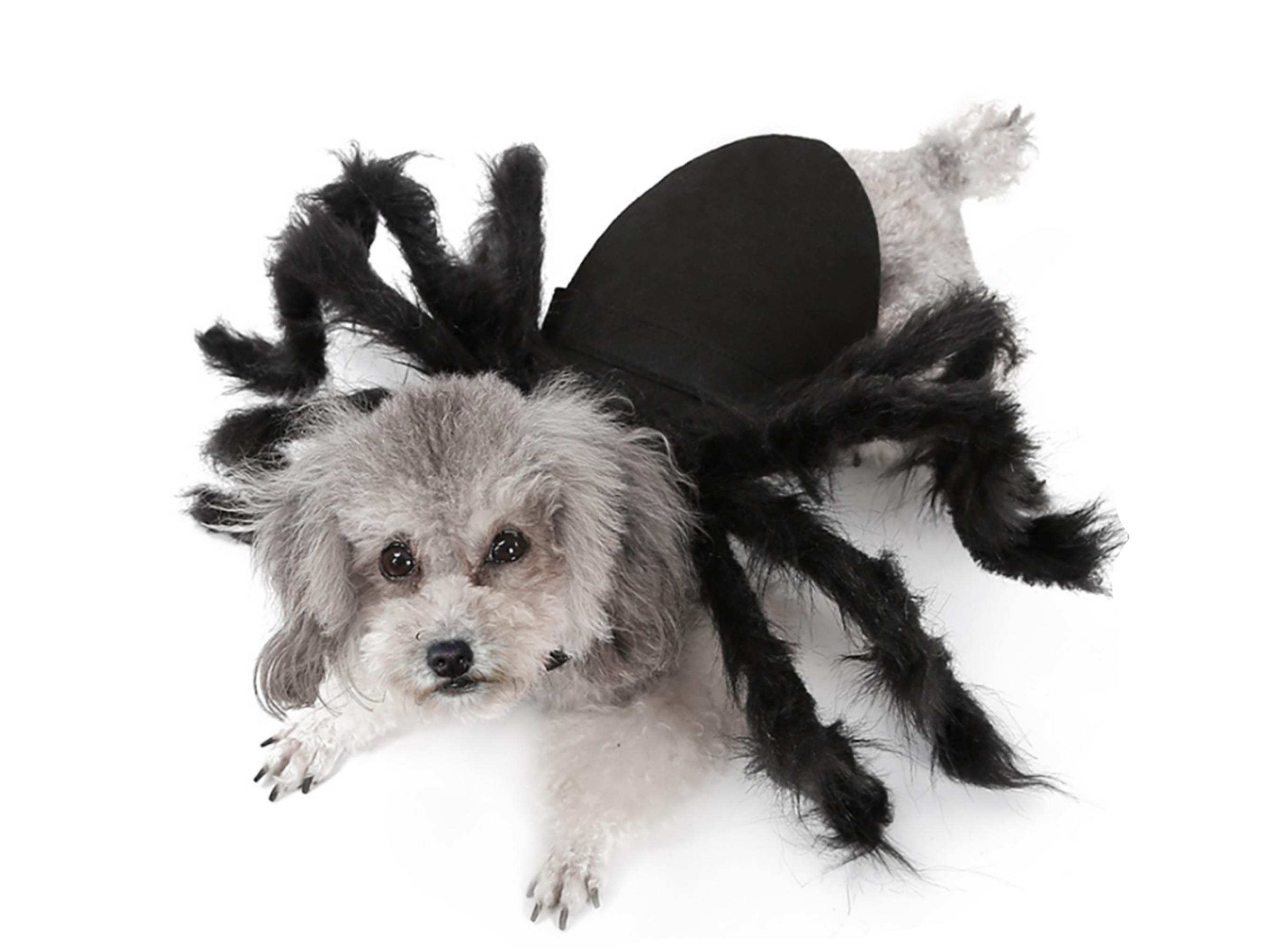 Spider Costume Dog Apparel Happy Paws Online