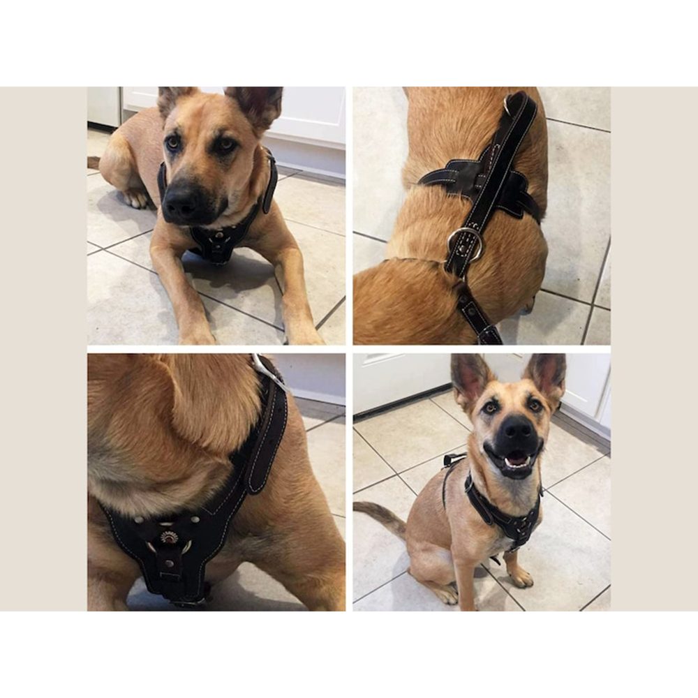 Real Leather Harness with Handle