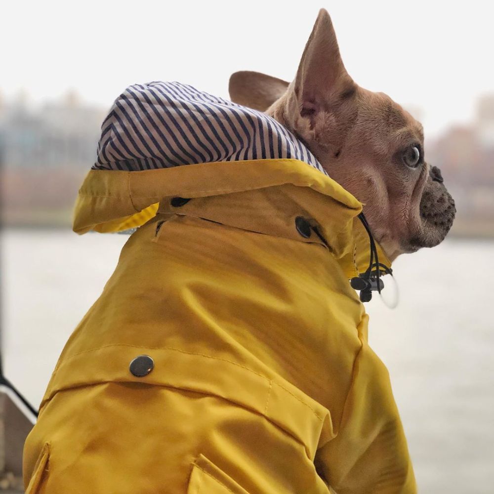 Stylish Yellow Raincoat