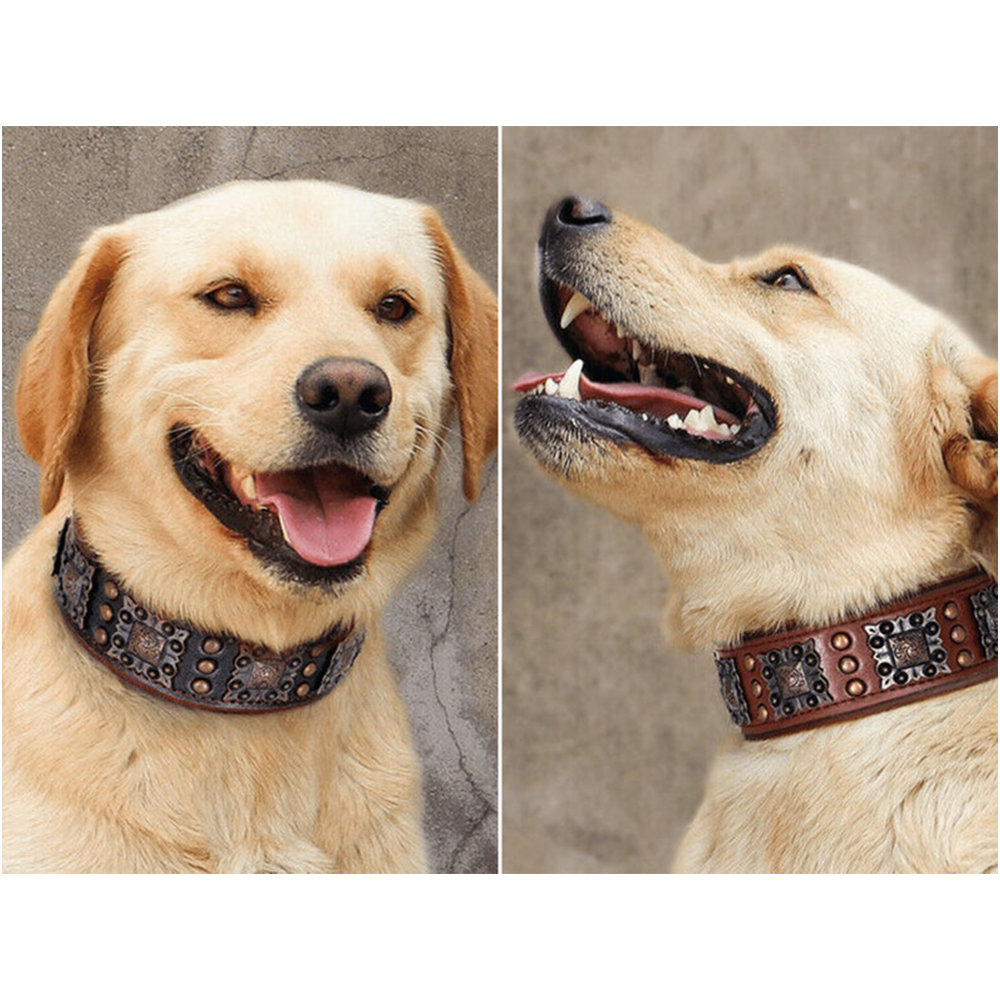 Luxury Dog Collar