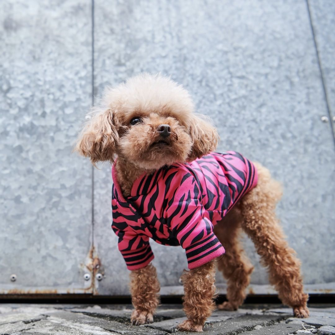 Blouson aviateur zèbre rose