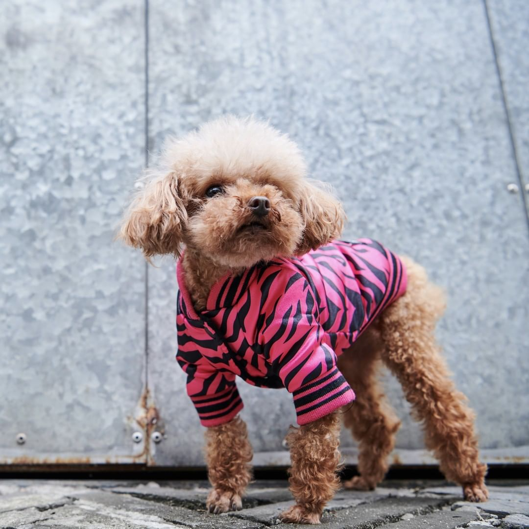 Pink Zebra Bomber Jacket