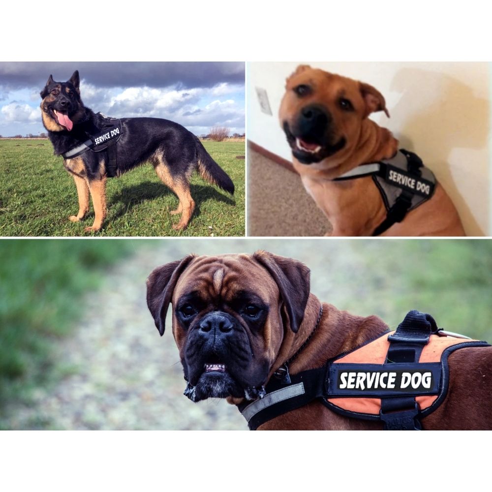 Arnés para perros de servicio personalizado