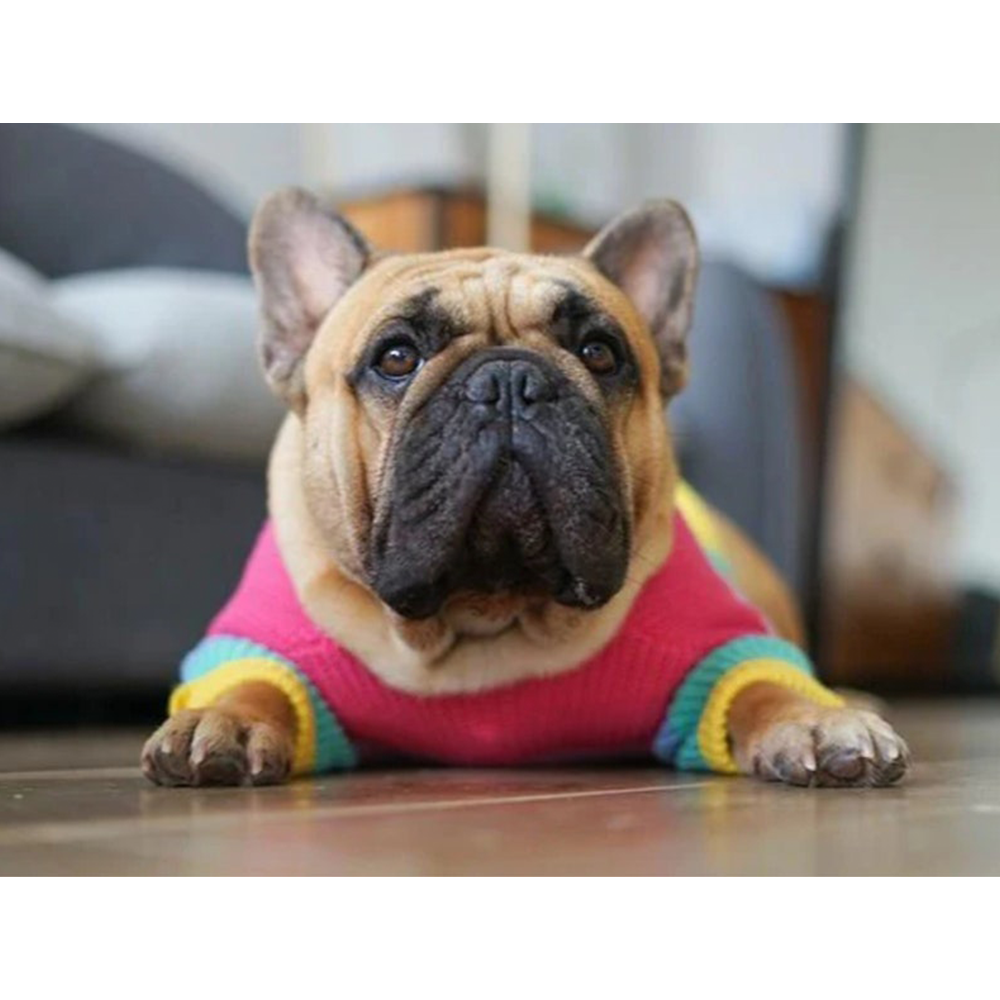 Rainbow Knitwear Dog Sweater