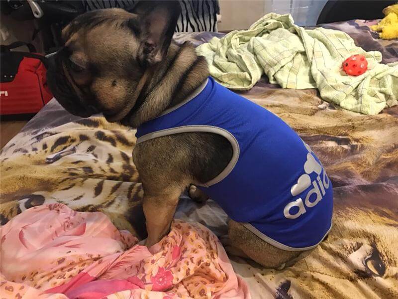 Adidog Dog Vest Dog Vest Happy Paws 