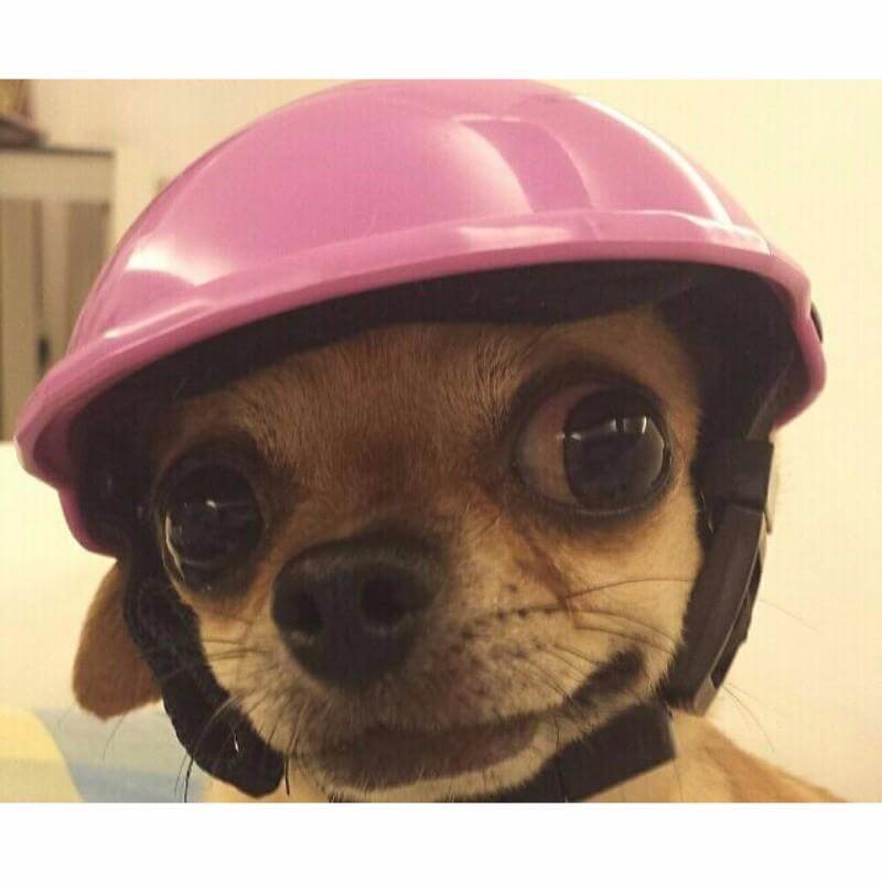 Biker Dog Hat Dog Helmet Happy Paws 