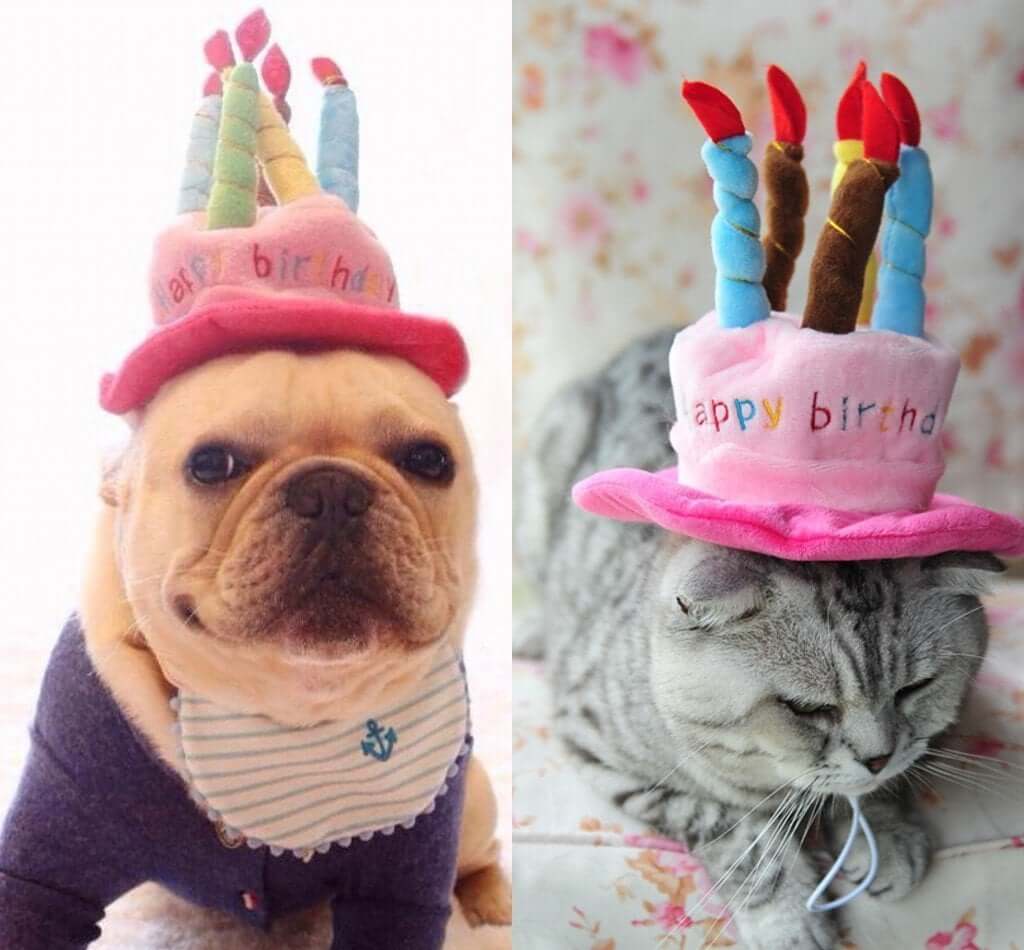 Birthday Party Hat Dog Hat Happy Paws 