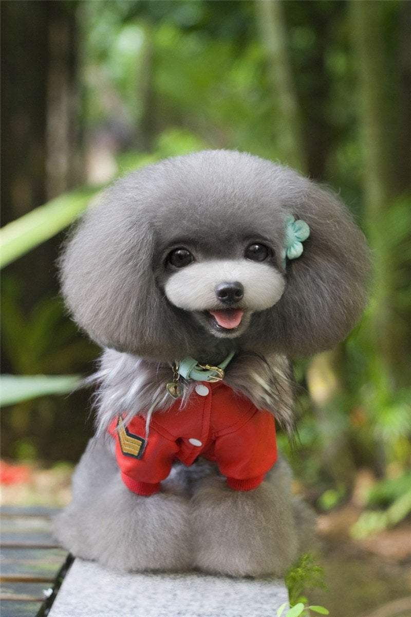 Embroidered Leather Jacket Dog Leather Jacket Happy Paws 