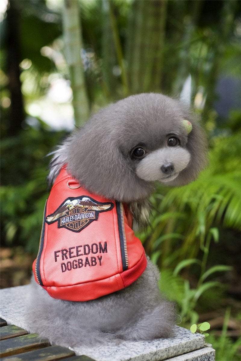Embroidered Leather Jacket Dog Leather Jacket Happy Paws 