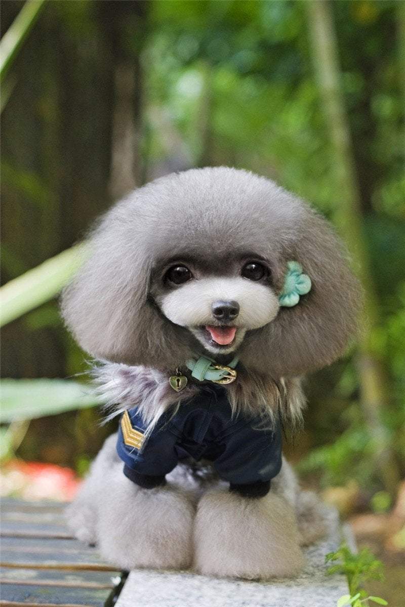 Embroidered Leather Jacket Dog Leather Jacket Happy Paws 