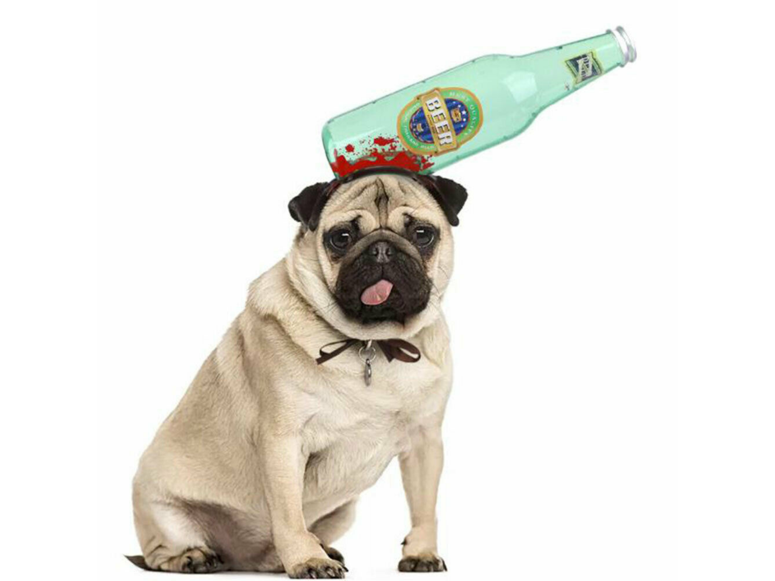 Horror Head Costume Dog Apparel Happy Paws Online S Bottle 