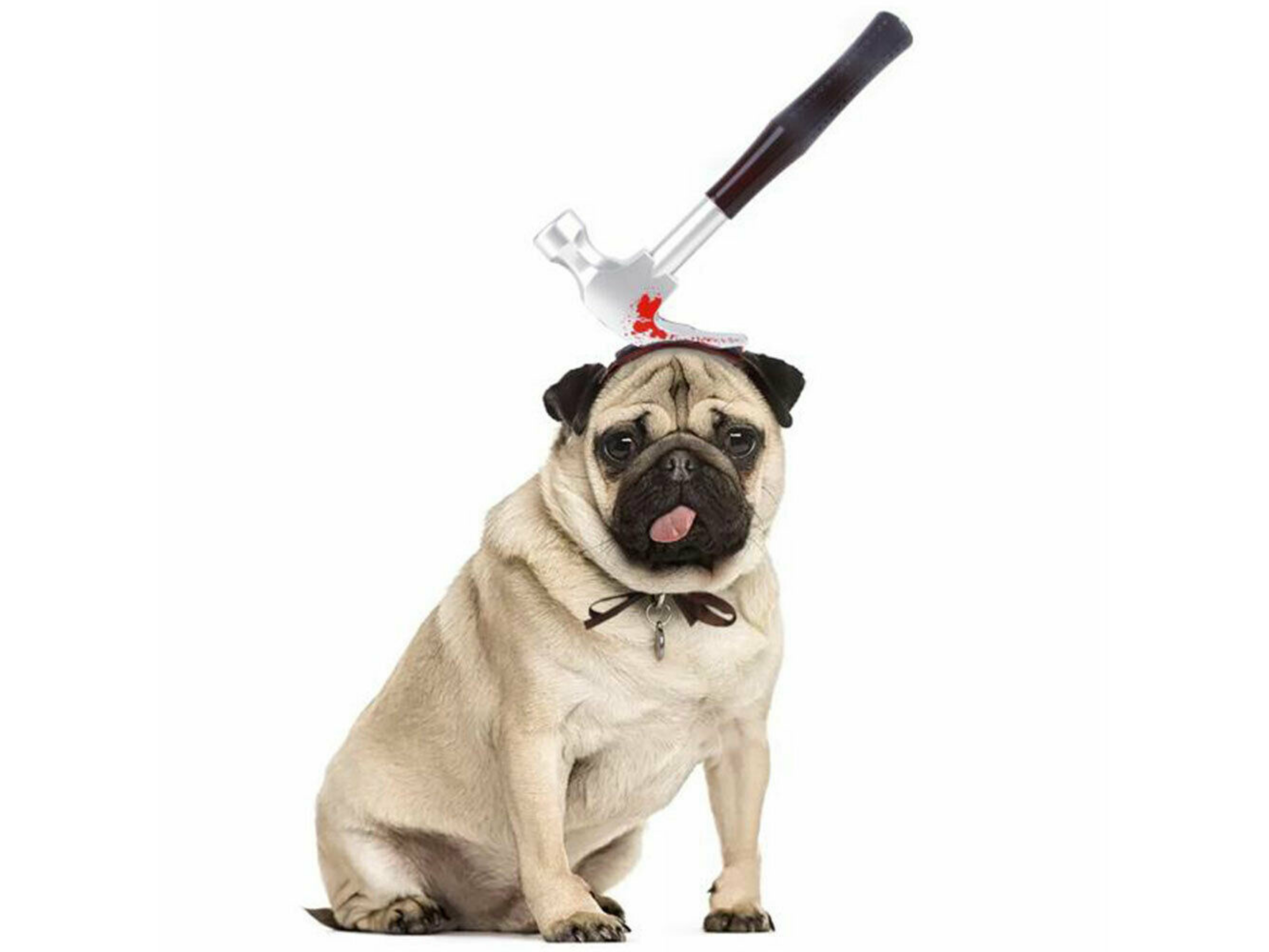 Horror Head Costume Dog Apparel Happy Paws Online S Hammer 
