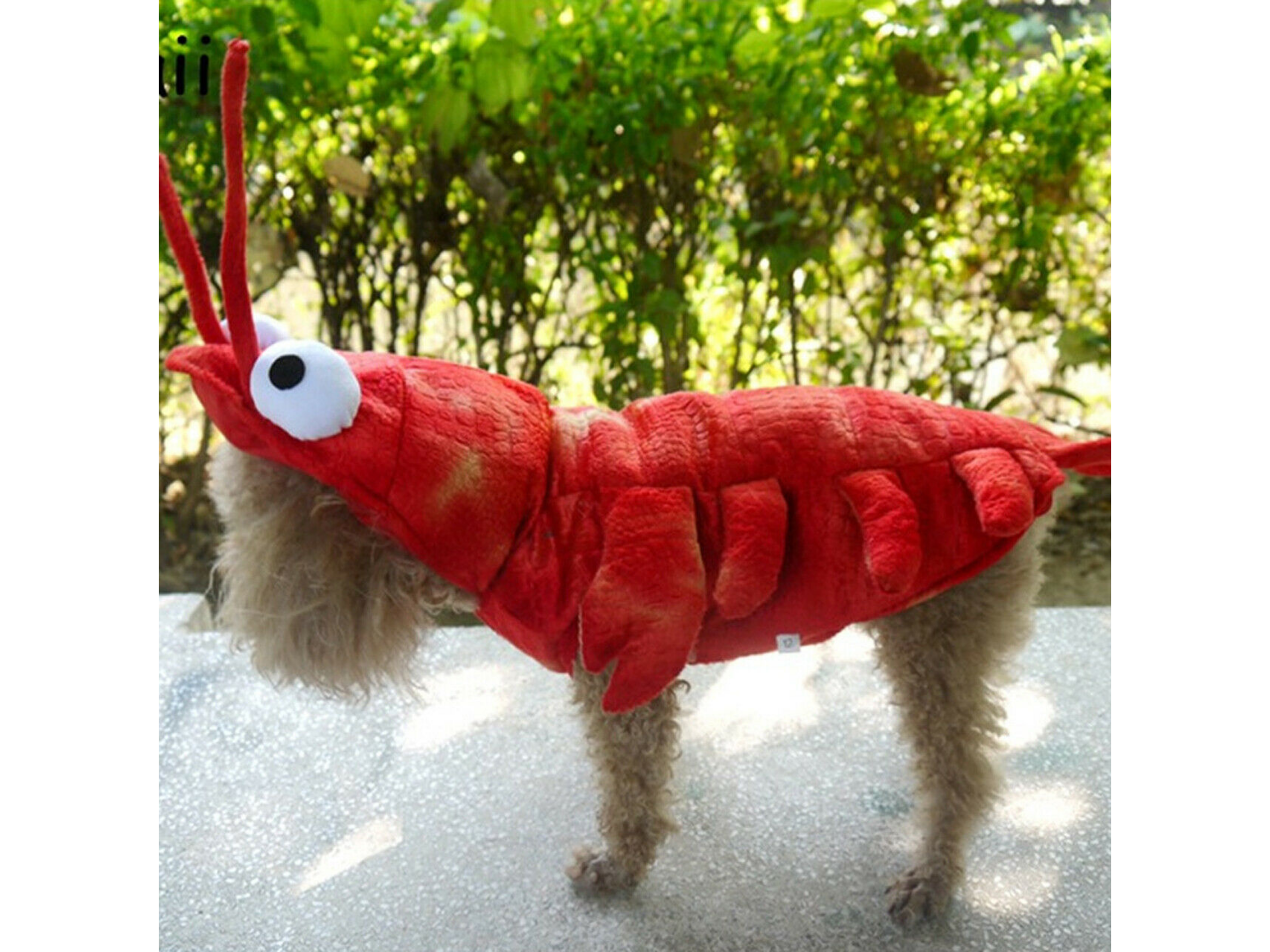Lobster Costume Dog Apparel Happy Paws Online 