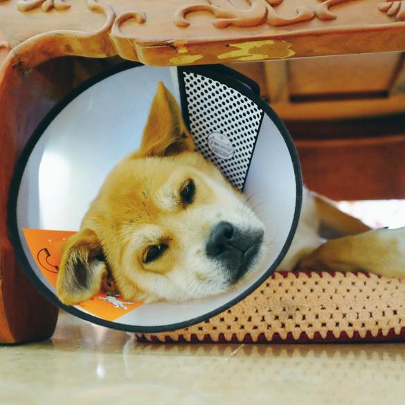Protective E-Collar Cone Dog Recovery Cone Happy Paws 