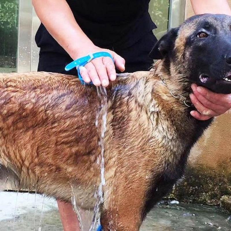 Spa Shower Kit Dog Shower Happy Paws 