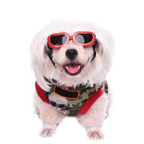 UV Sunglasses Dog Sunglasses Happy Paws 
